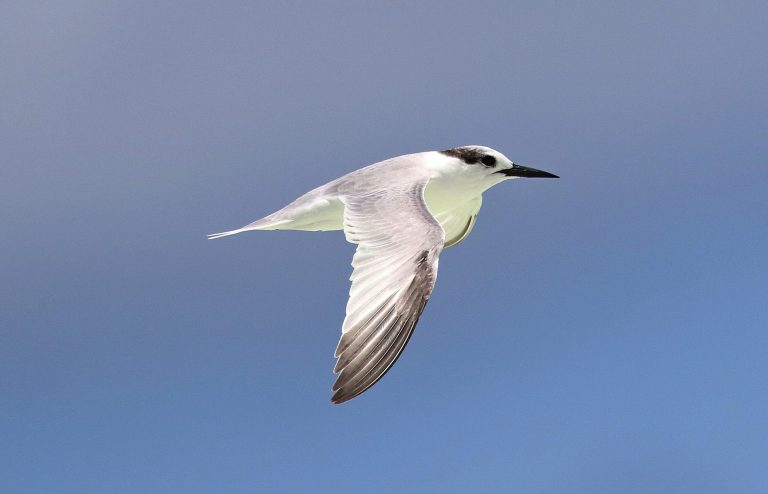 Saunders's Tern Cocos (R.Baxter)