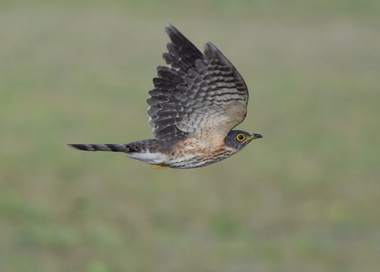 Hodgson's Hawk Cuckoo (Rob Shore)