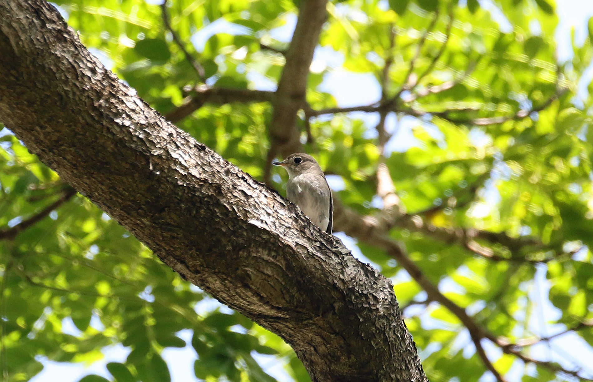 Asian Brown Flycatcher Cocos (R.Baxter)