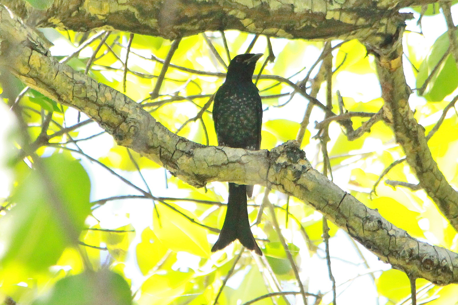 Crow-billed Drongo Cocos (R.Baxter)