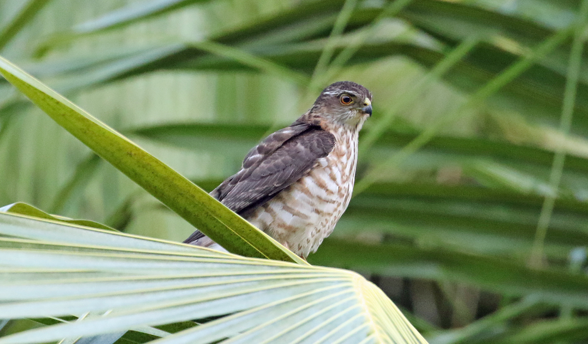 Chinese Sparrowhawk Cocos (R.Baxter)