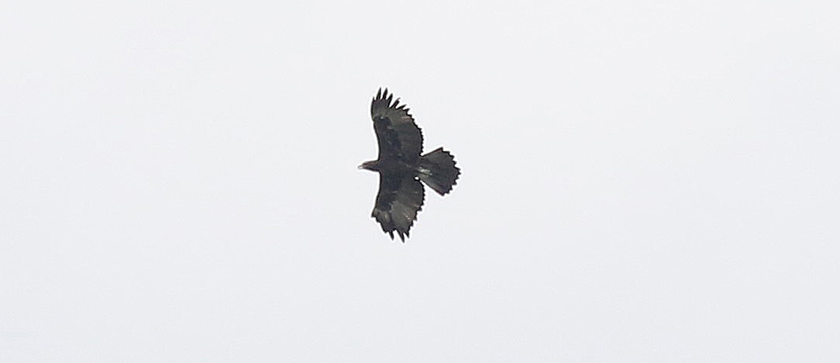 Gurney's Eagle (R.Baxter)