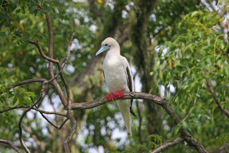 Red-footed Booby (R.Baxter)