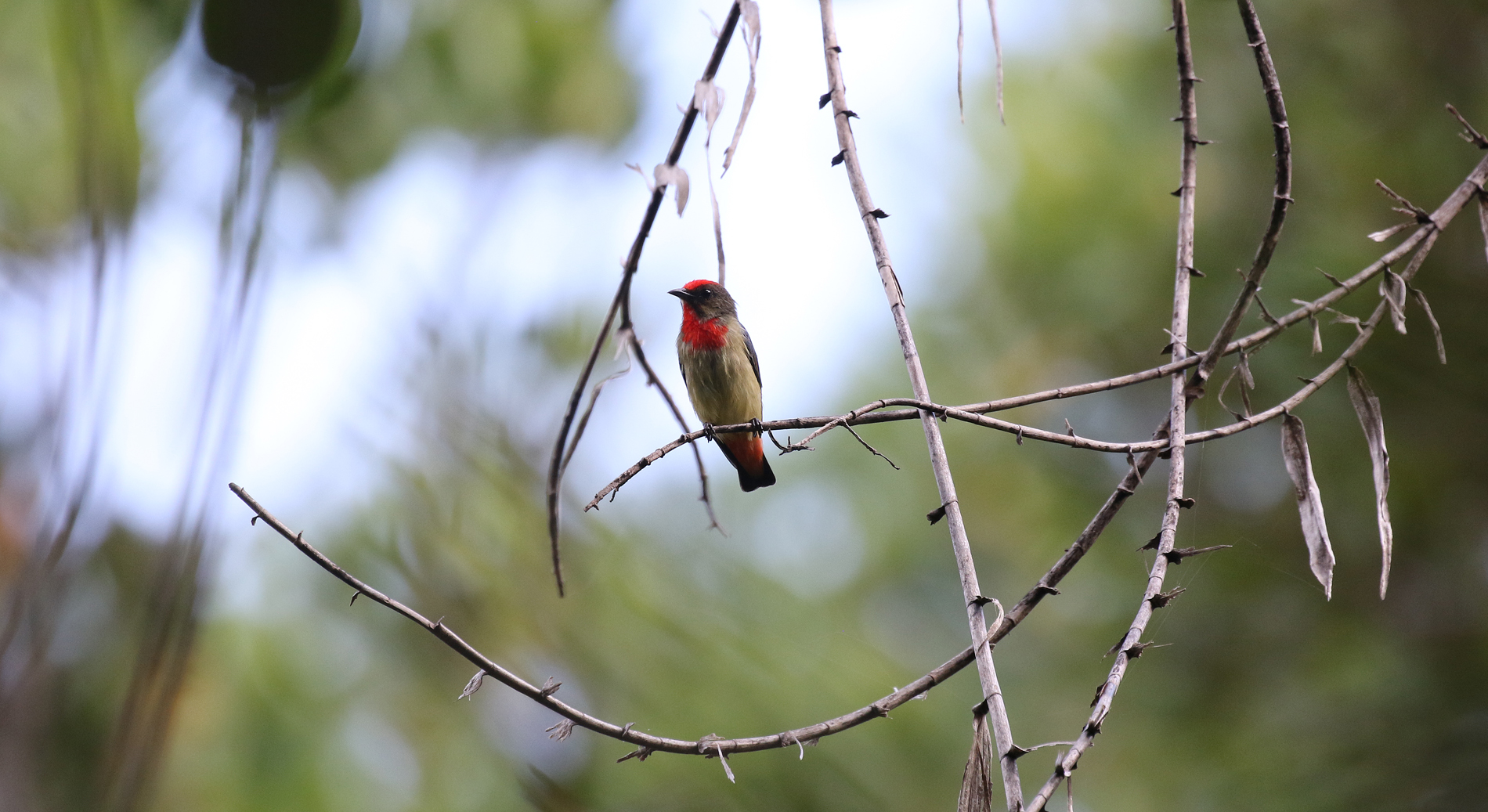 Red-capped Flowerpecker (R.Baxter)