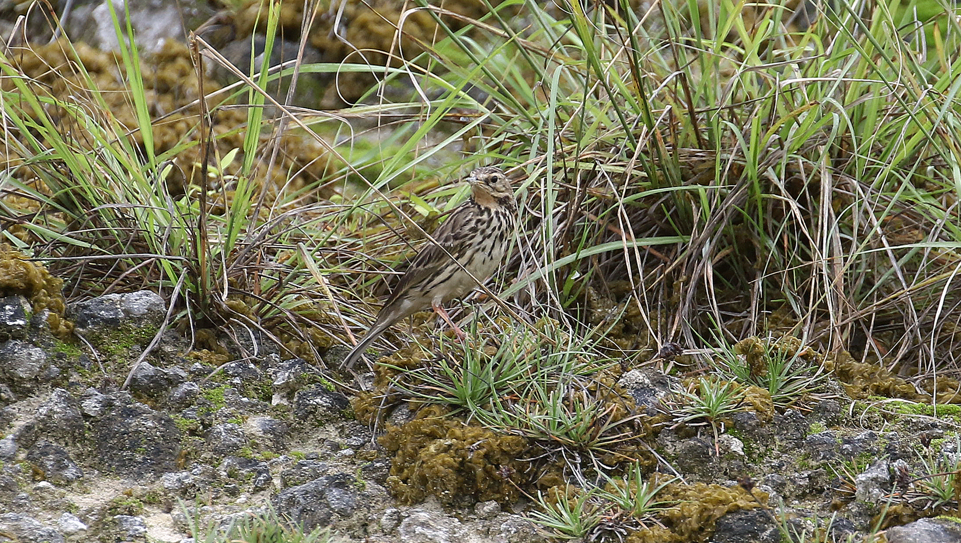 Red-throated Pipit (R.Baxter)