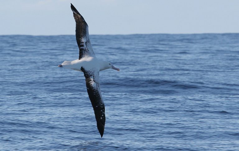 Southern Royal Albatross (R.Baxter)