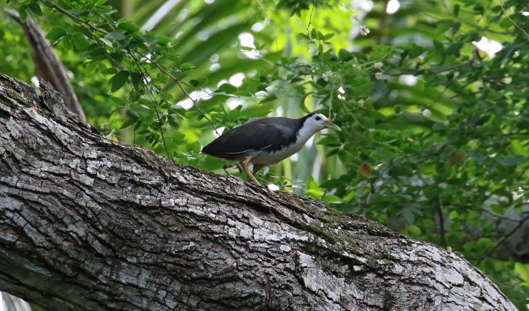 White-breasted Waterhen Cocos (R.Baxter)