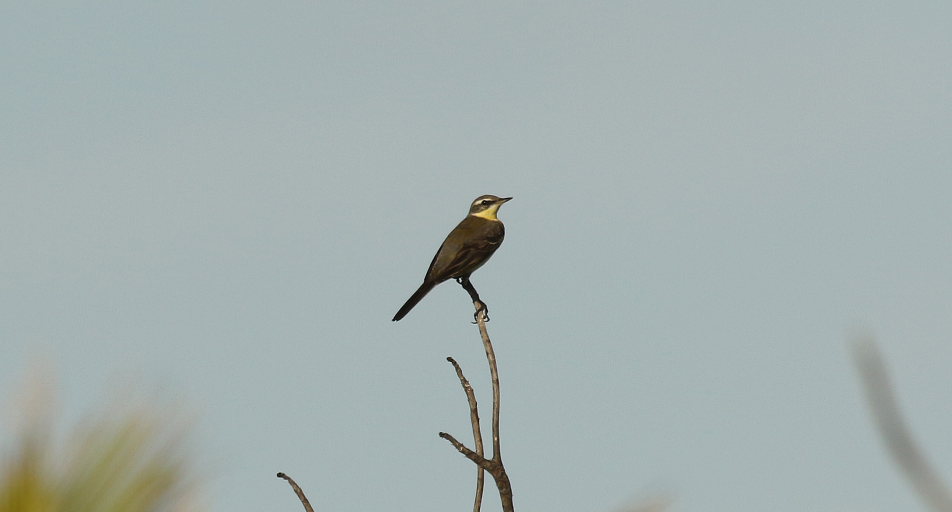 Yellow Wagtail Cocos (R.Baxter)