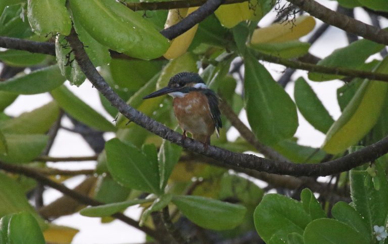 Common Kingfisher (R.Baxter)